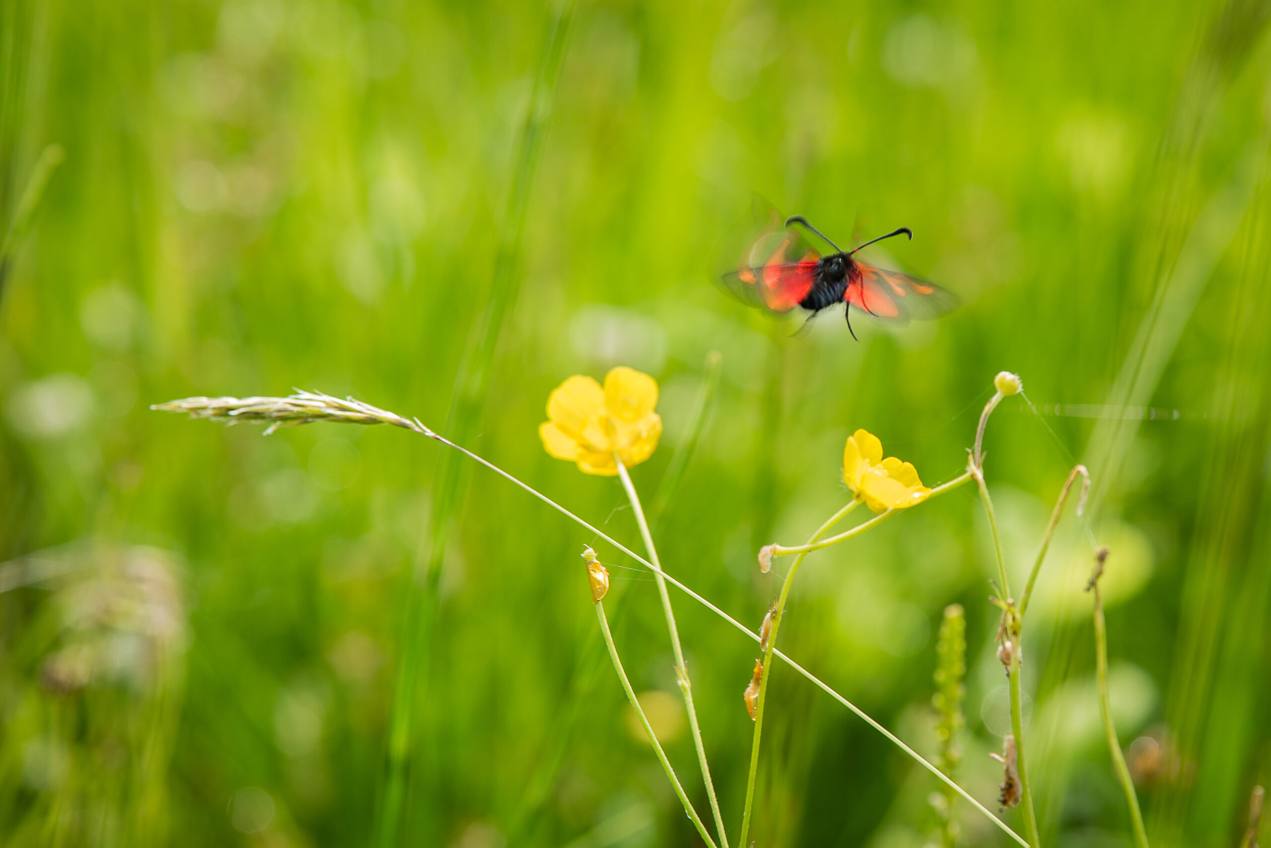 Naturen bliver sat fri i Ll. Skensved