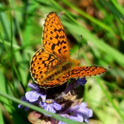 Foto: Henrik Thomsen, Naturbasen